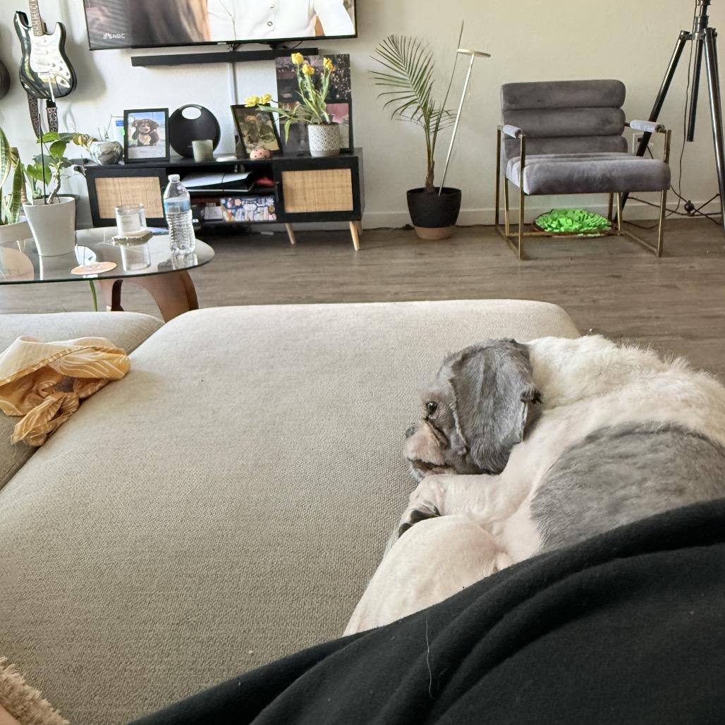 Pebbles, a Adoptable Shih Tzu in San Mateo, CA image 3/6