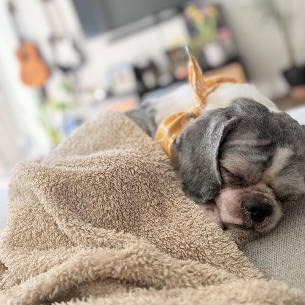 Pebbles, a Adoptable Shih Tzu in San Mateo, CA image 4/6