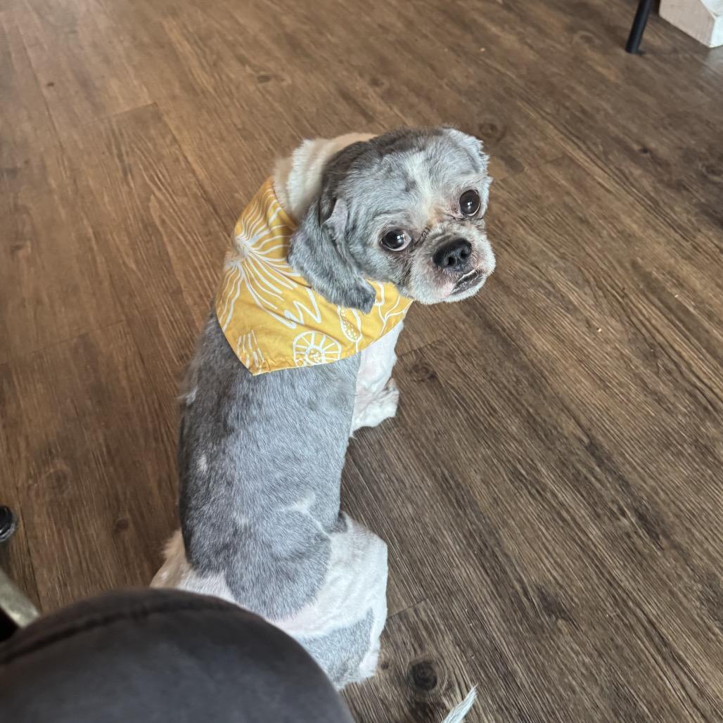 Pebbles, a Adoptable Shih Tzu in San Mateo, CA image 5/6