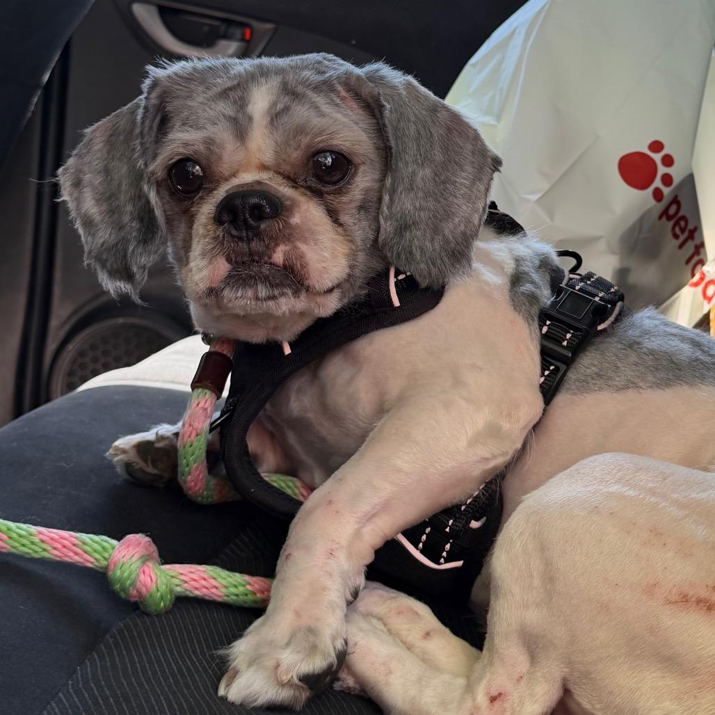 Pebbles, a Adoptable Shih Tzu in San Mateo, CA image 6/6