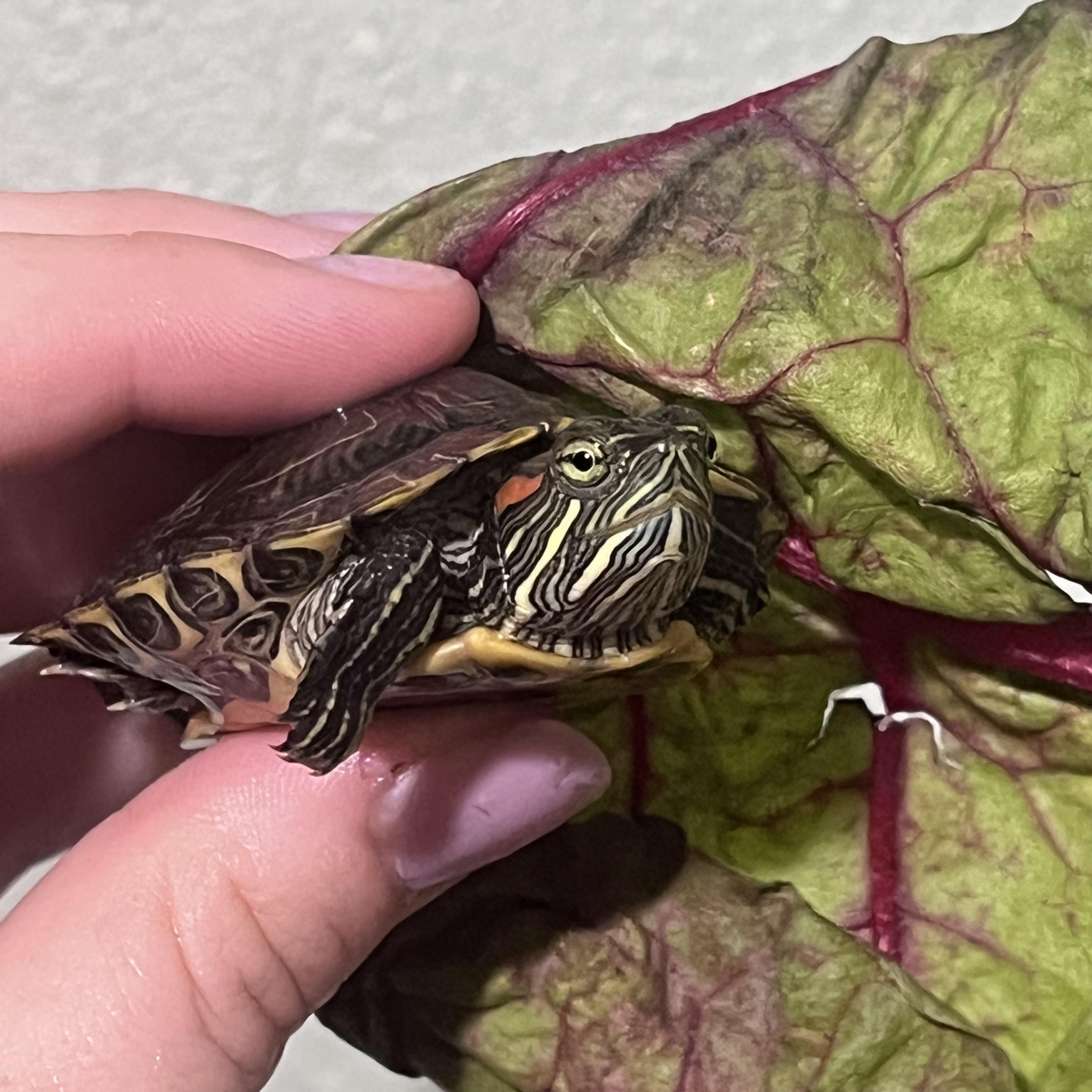Blueberry, ADOPTABLE, Baby Female Red-Eared Slider.