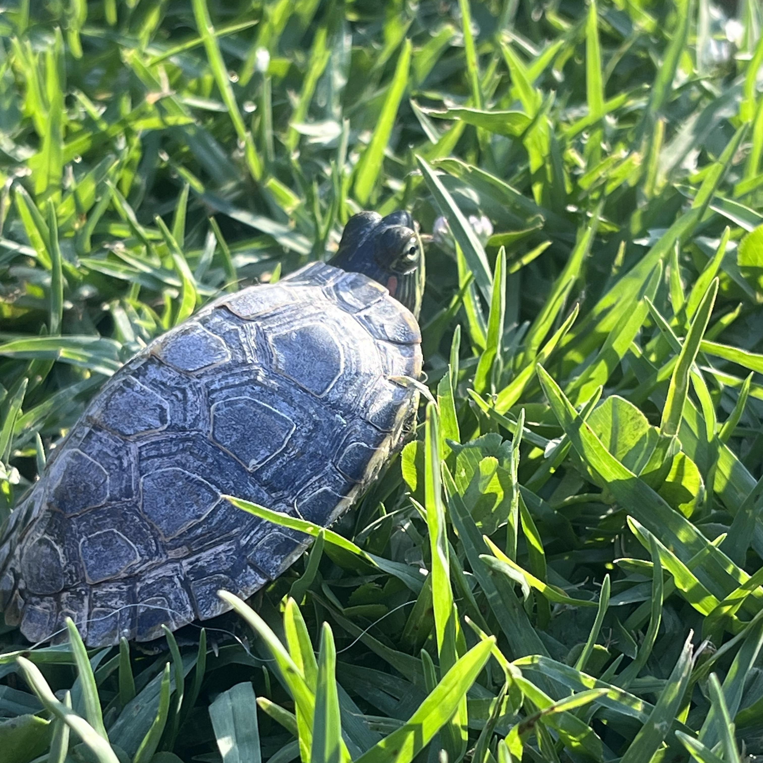 Enlarge Blueberry, a ADOPTABLE Red-Eared Slider in West Hollywood, CA image 2/4