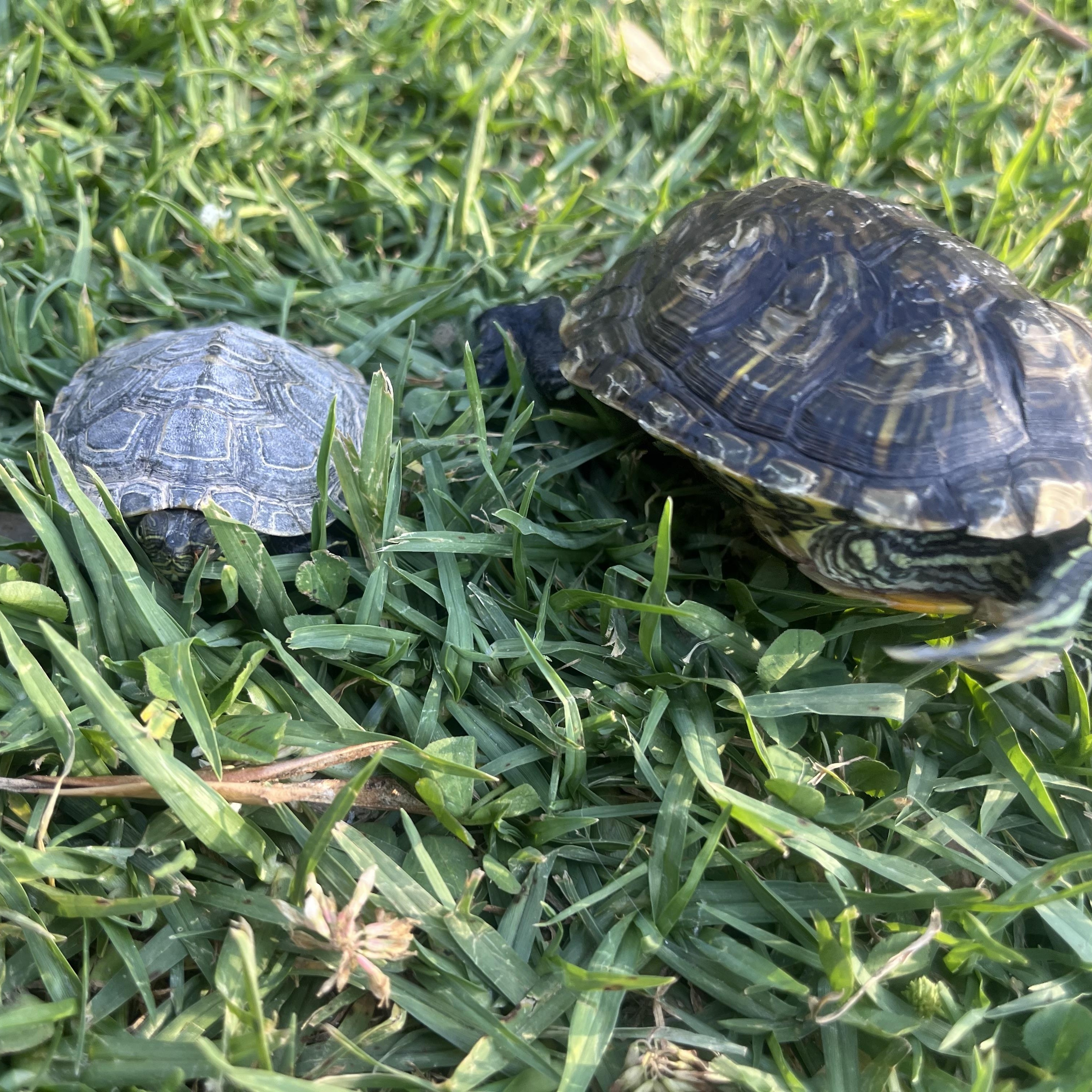 Enlarge Blueberry, a ADOPTABLE Red-Eared Slider in West Hollywood, CA image 3/4