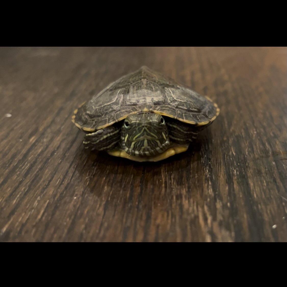 Enlarge Blueberry, a ADOPTABLE Red-Eared Slider in West Hollywood, CA image 4/4