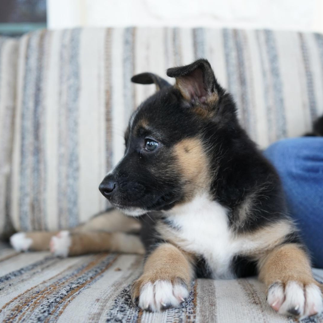 Enlarge Lyra (Flower) , a Adoptable mixed breed in Austin, TX image 5/6