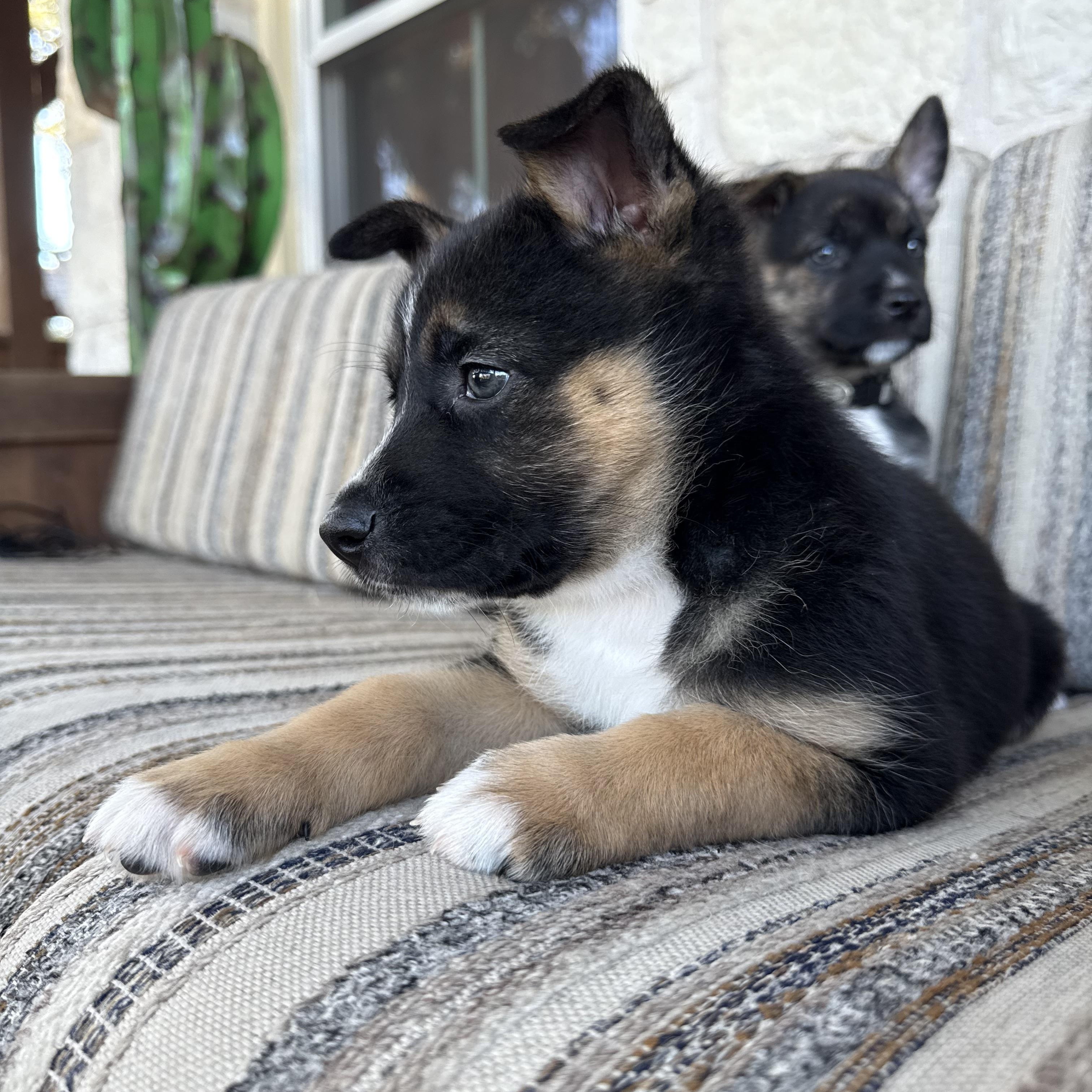 Enlarge Lyra (Flower) , a Adoptable mixed breed in Austin, TX image 6/6