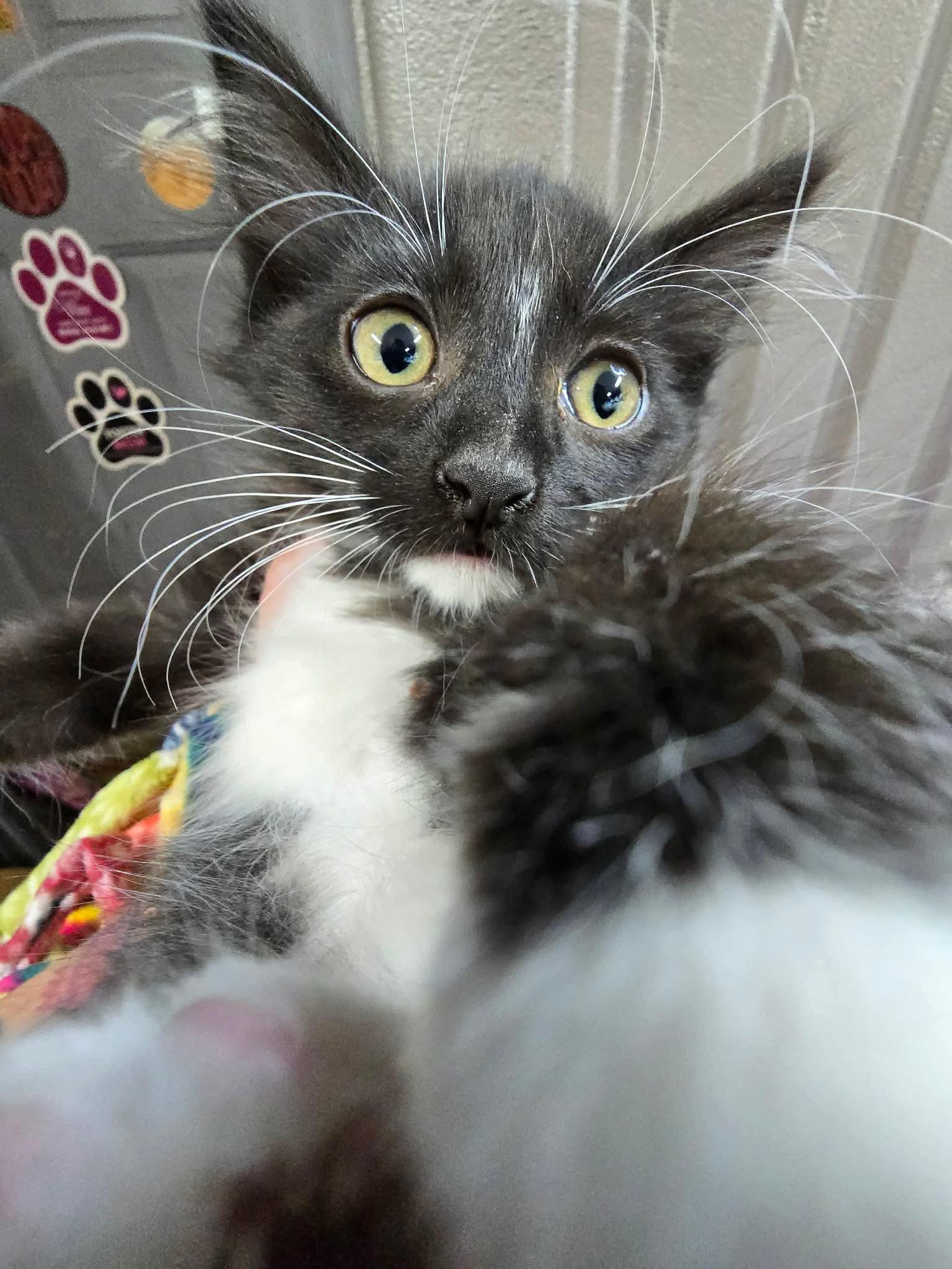 Tara, Adoptable, Kitten Female Domestic Short Hair.