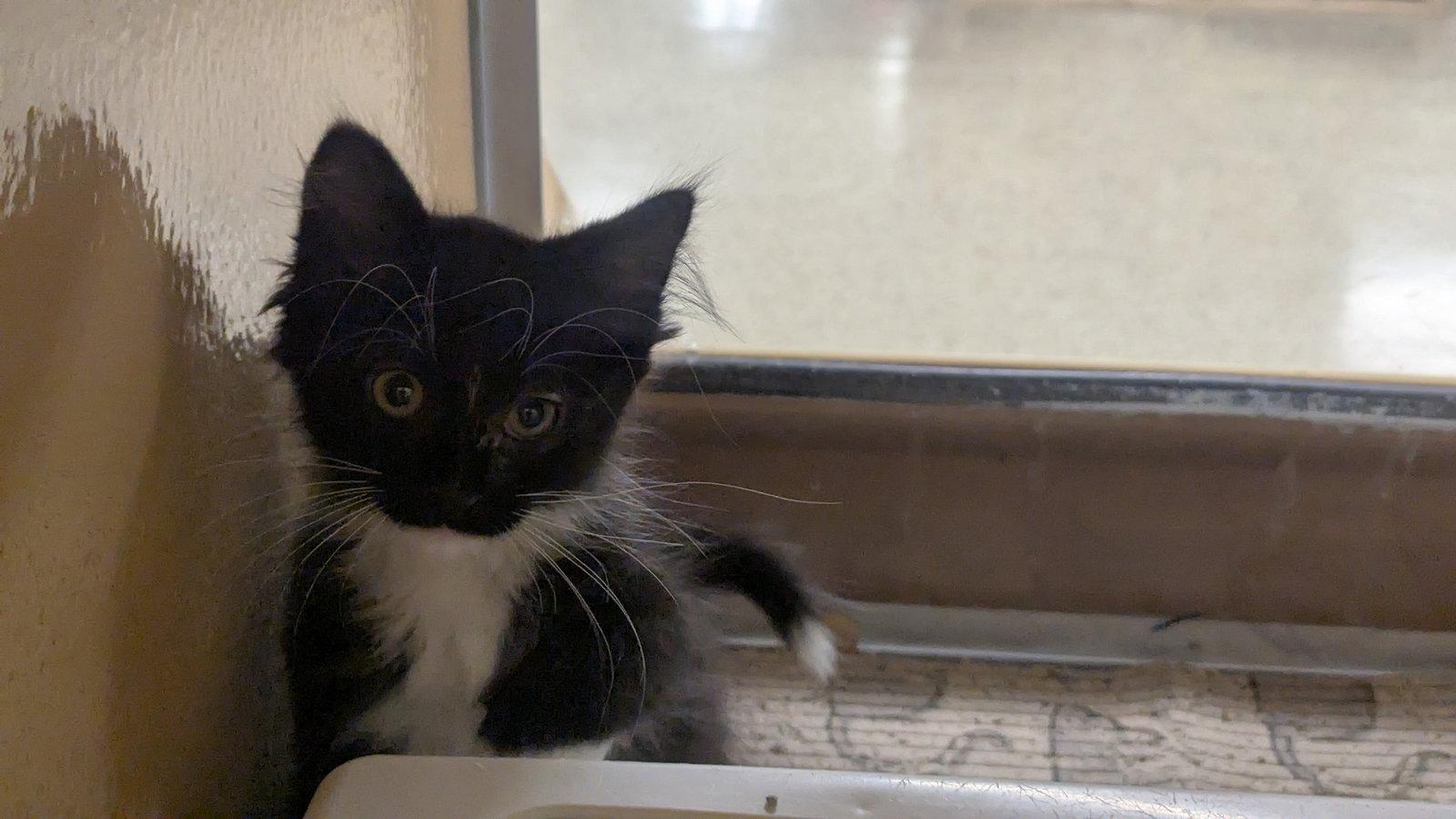 Enlarge Tara, a Adoptable Domestic Short Hair in hinckley, IL image 2/3