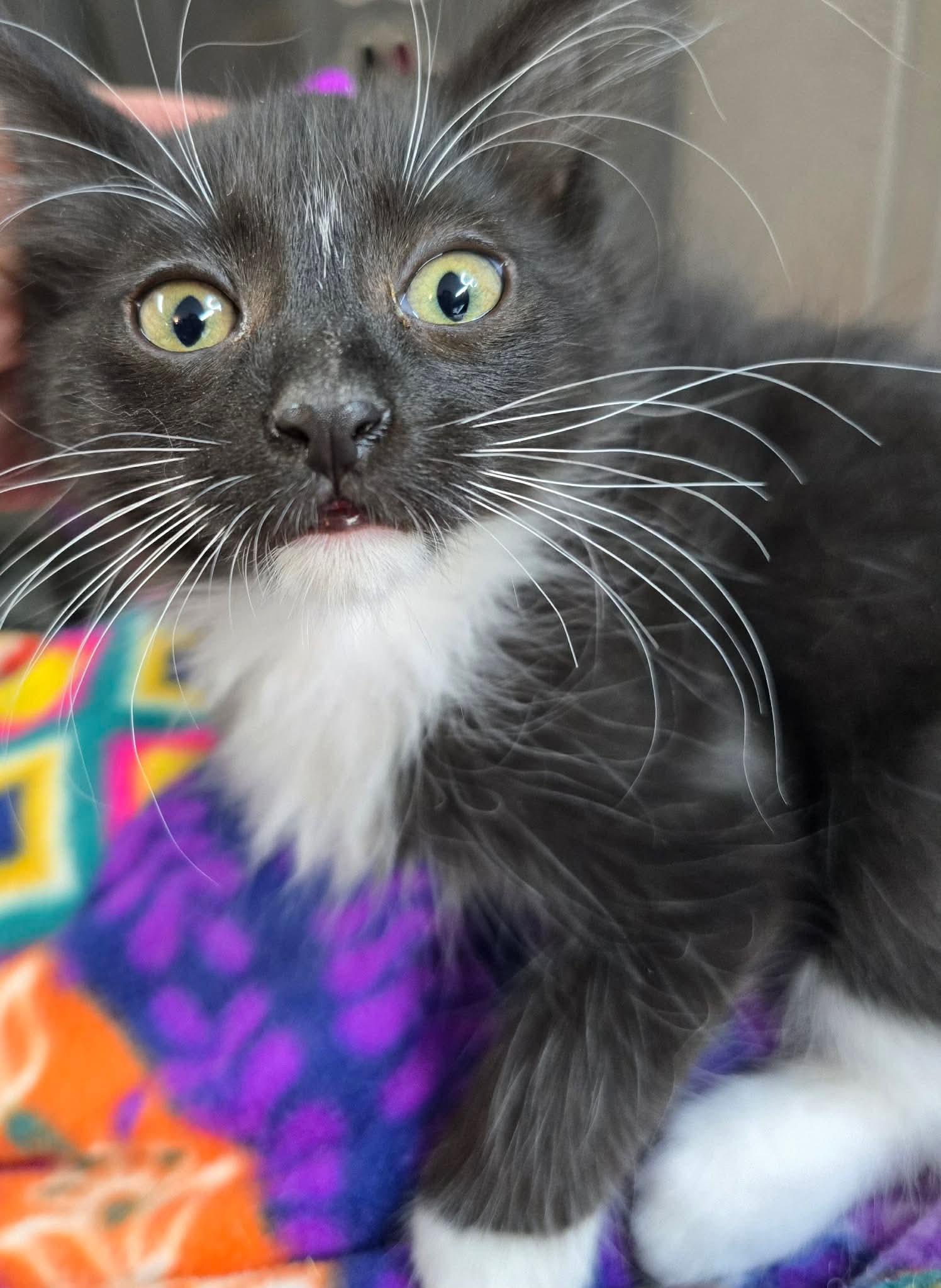 Enlarge Tara, a Adoptable Domestic Short Hair in hinckley, IL image 3/3
