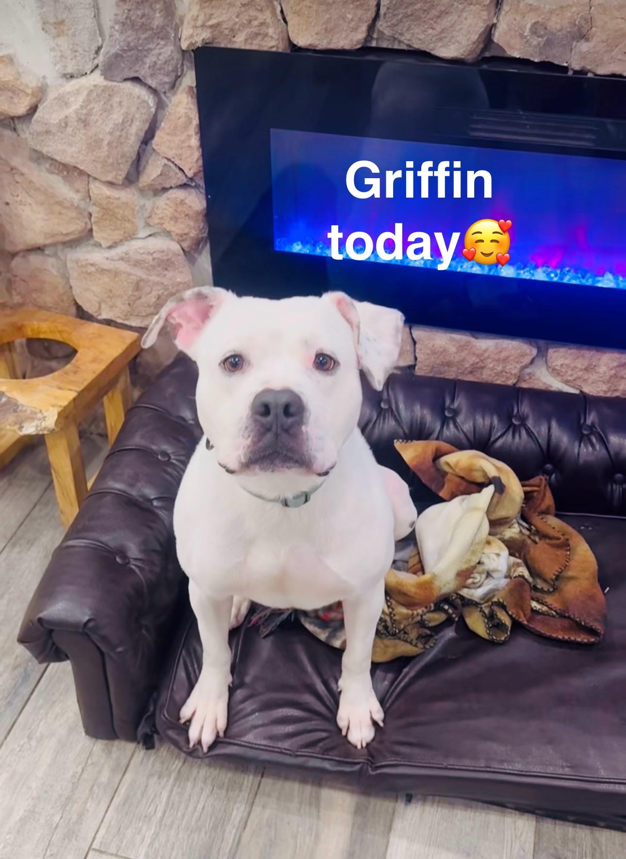 Griffin, a Adoptable mixed breed in Staten island, NY image 1/3