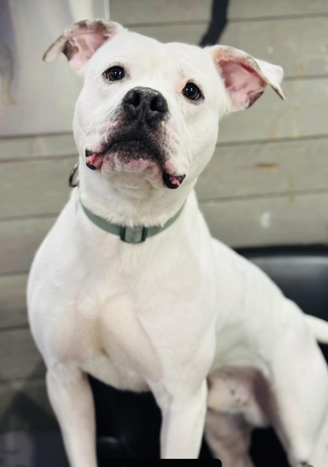 Griffin, a Adoptable mixed breed in Staten island, NY image 3/3