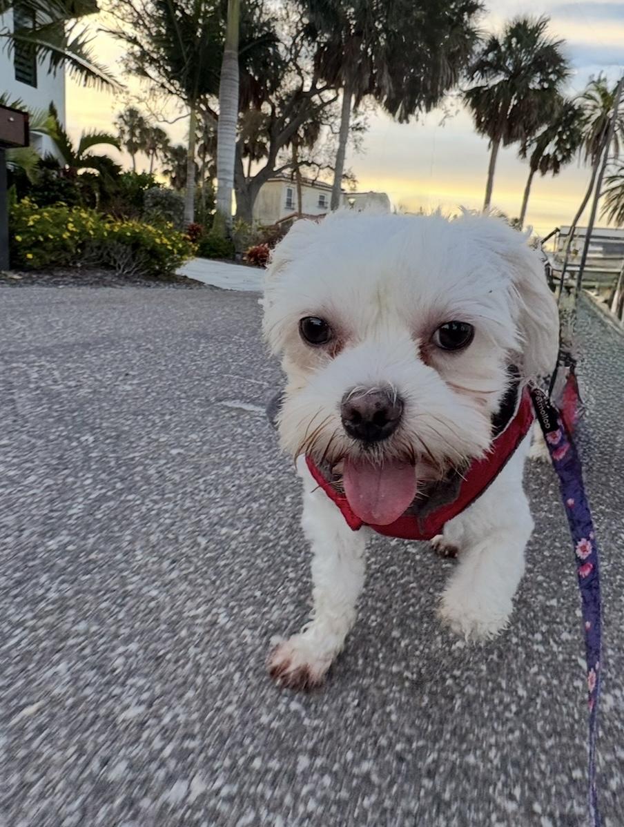 Tilly / St Petersburg, a Adoptable mixed breed in Redington Beach, FL image 5/6