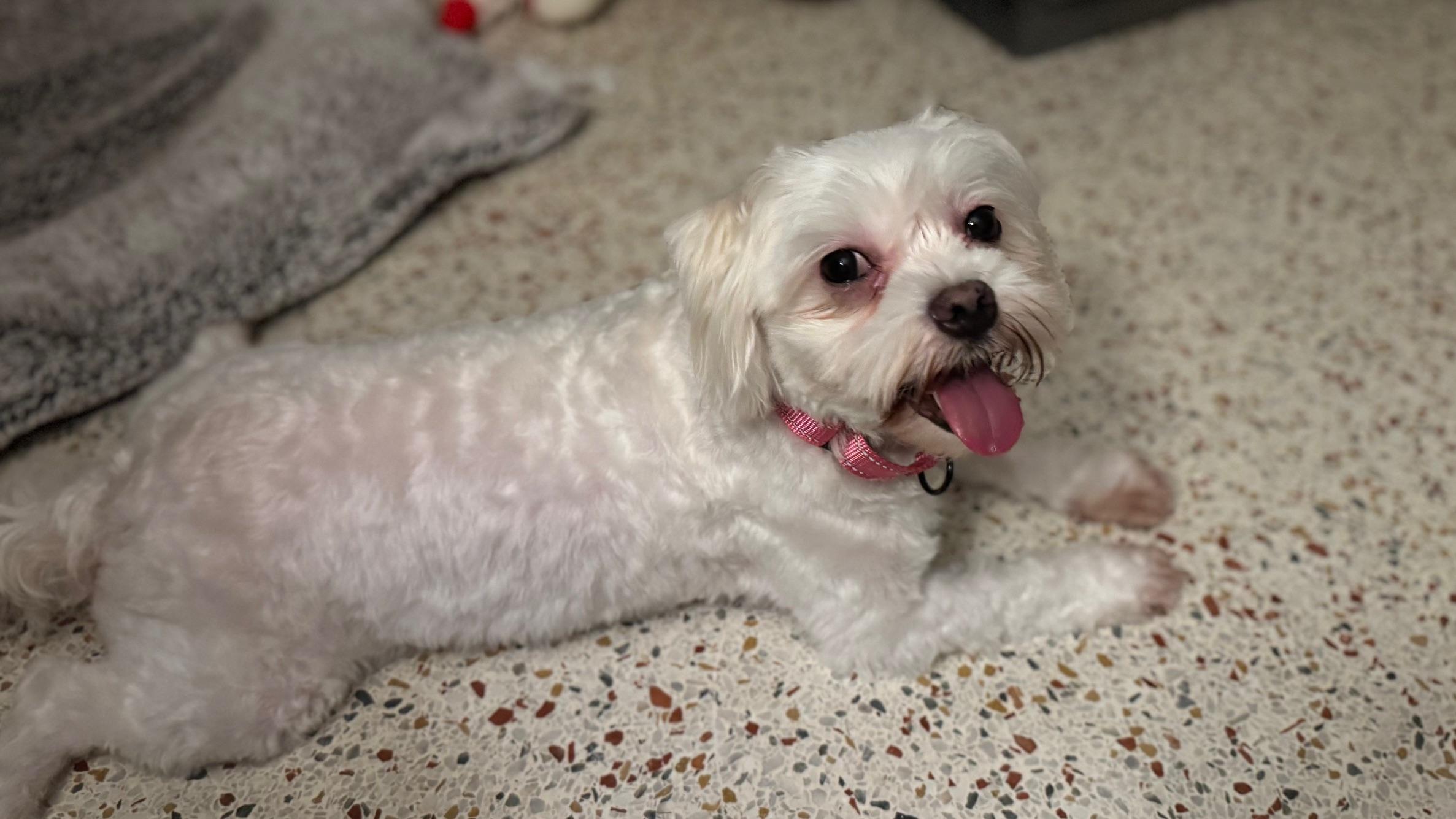 Tilly / St Petersburg, a Adoptable mixed breed in Redington Beach, FL image 6/6