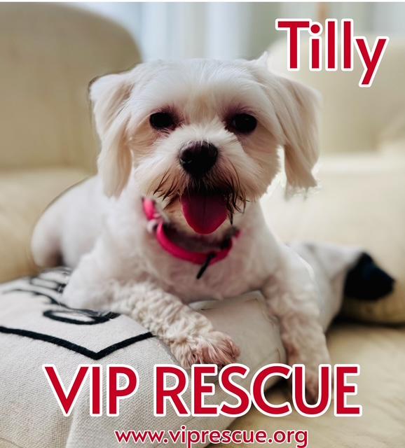 Tilly / St Petersburg, a Adoptable mixed breed in Redington Beach, FL image 2/6
