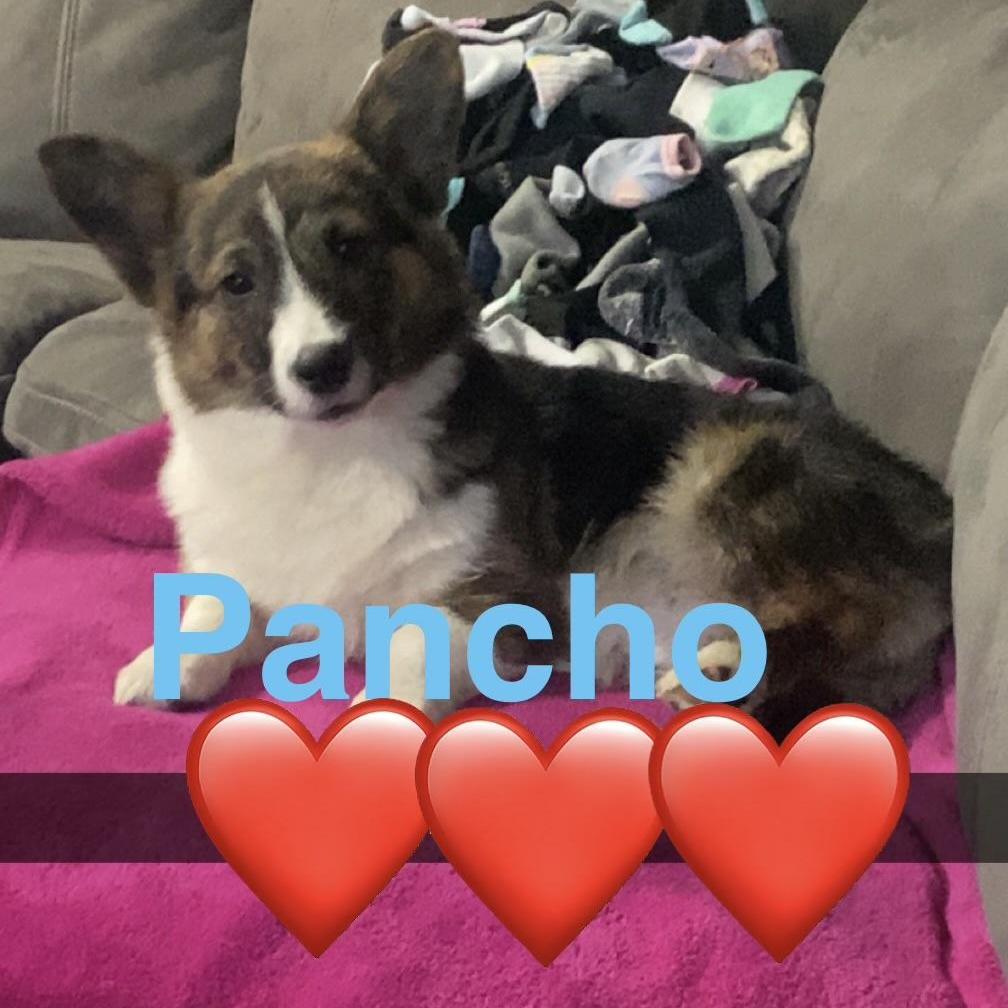 PANCHO, adopted, Young Male Corgi.