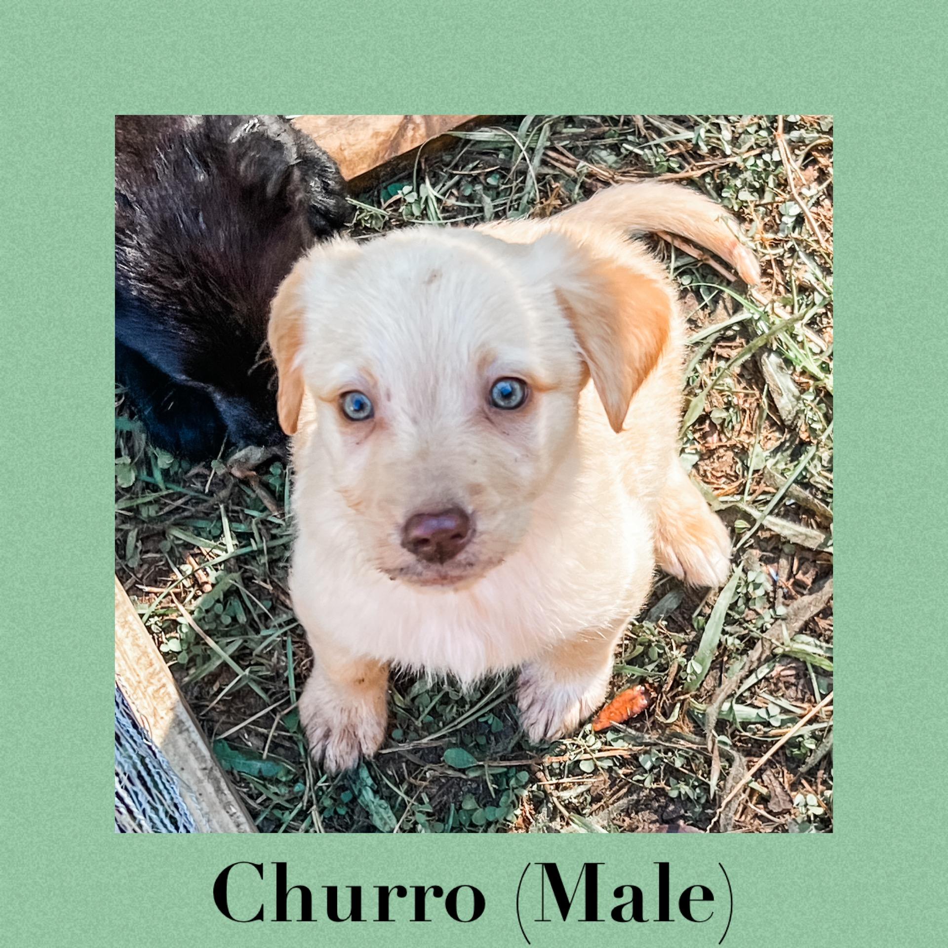 Churro, Adopted, Adult Male Border Collie.