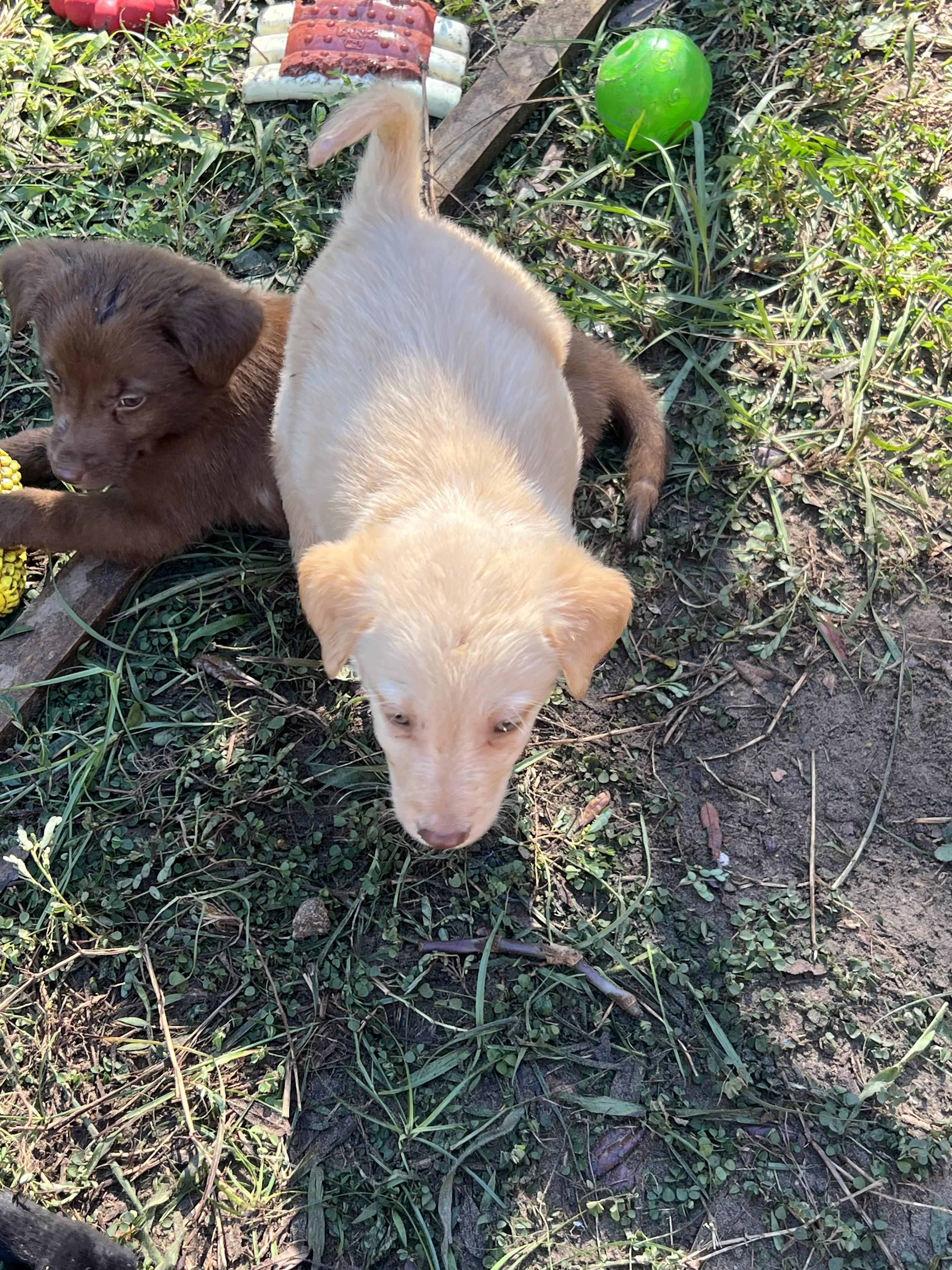 Enlarge Churro, a Adopted mixed breed in Bradenton, FL image 2/6
