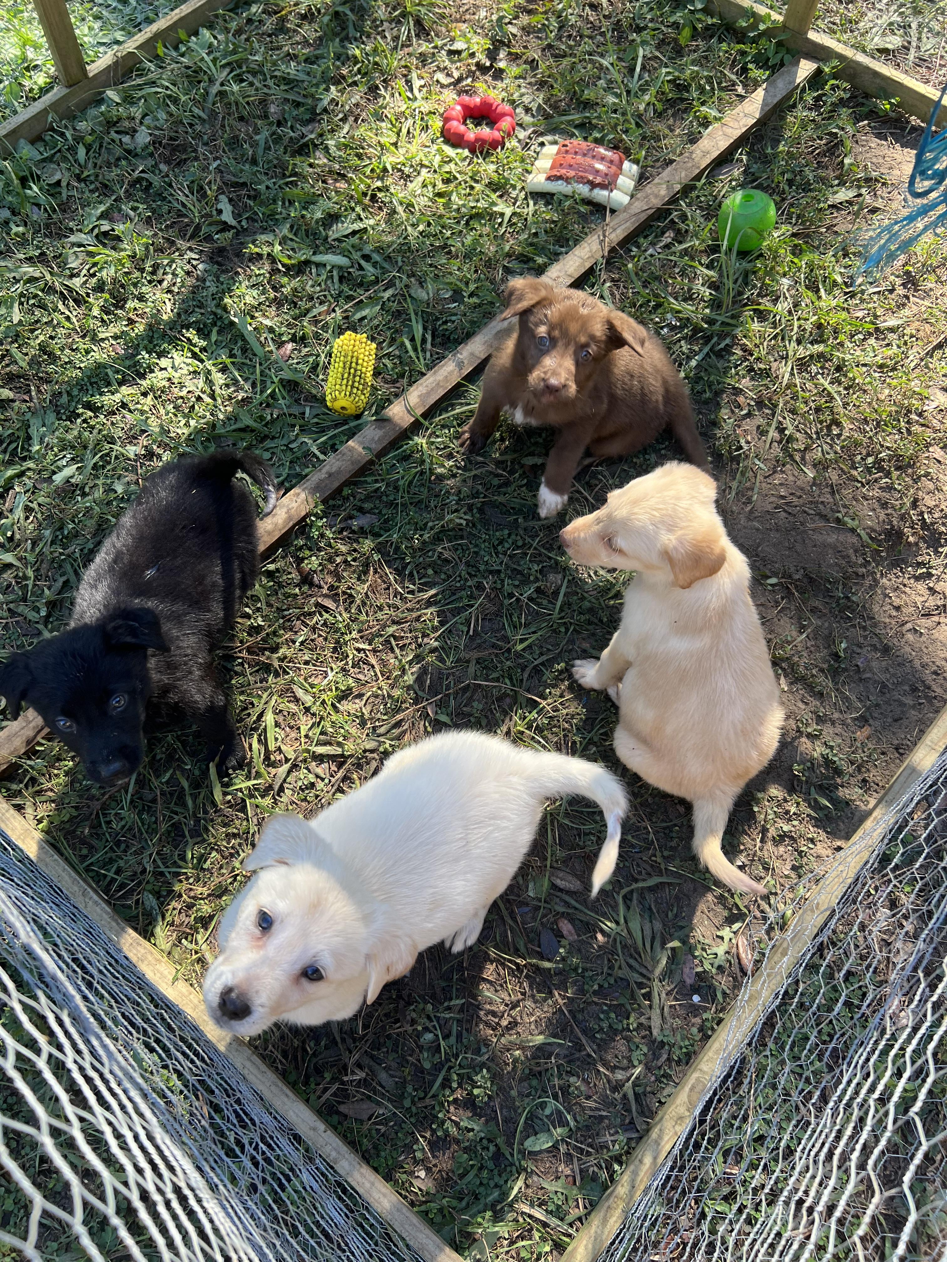 Enlarge Churro, a Adopted mixed breed in Bradenton, FL image 4/6