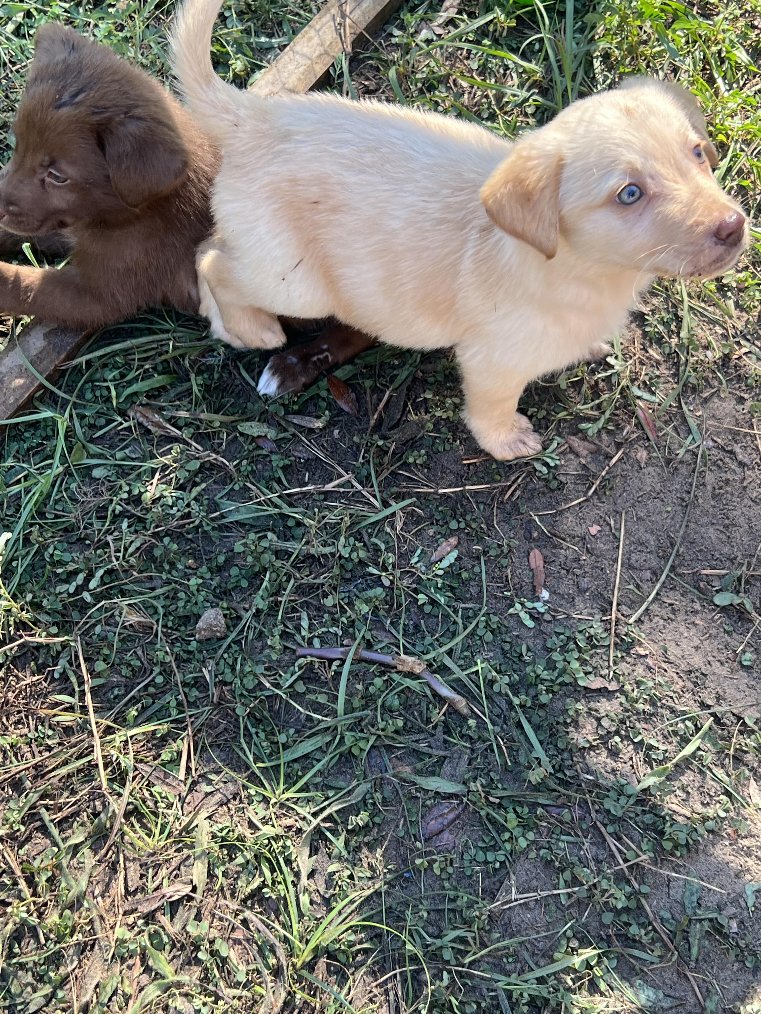 Enlarge Churro, a Adopted mixed breed in Bradenton, FL image 5/6