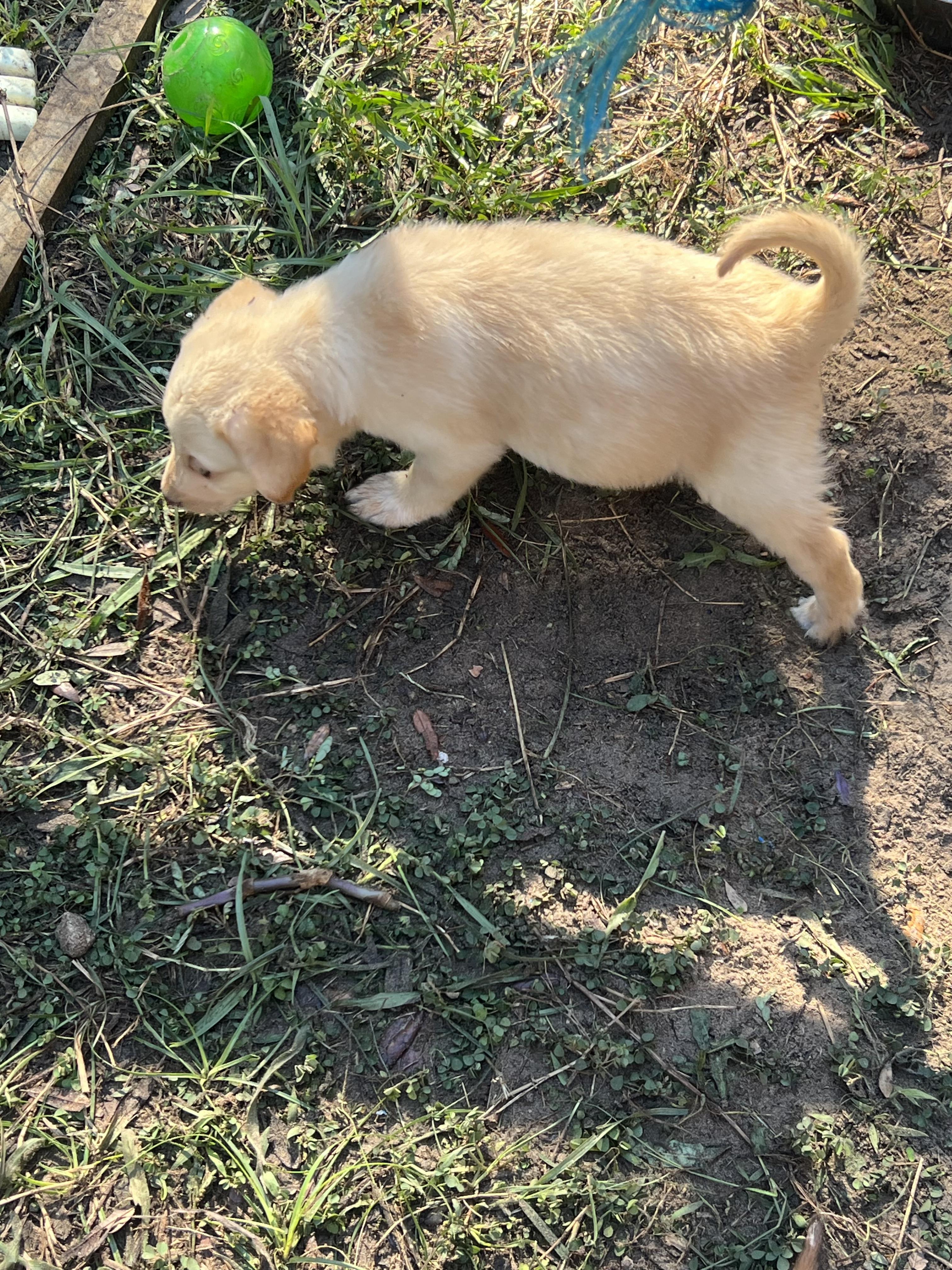 Enlarge Churro, a Adopted mixed breed in Bradenton, FL image 6/6