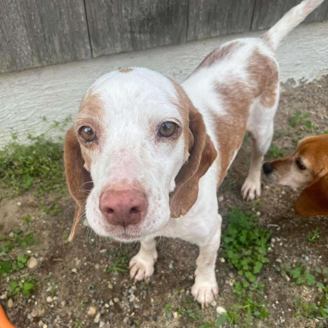 Bernie, a Adoptable mixed breed in Yaphank, NY image 4/6