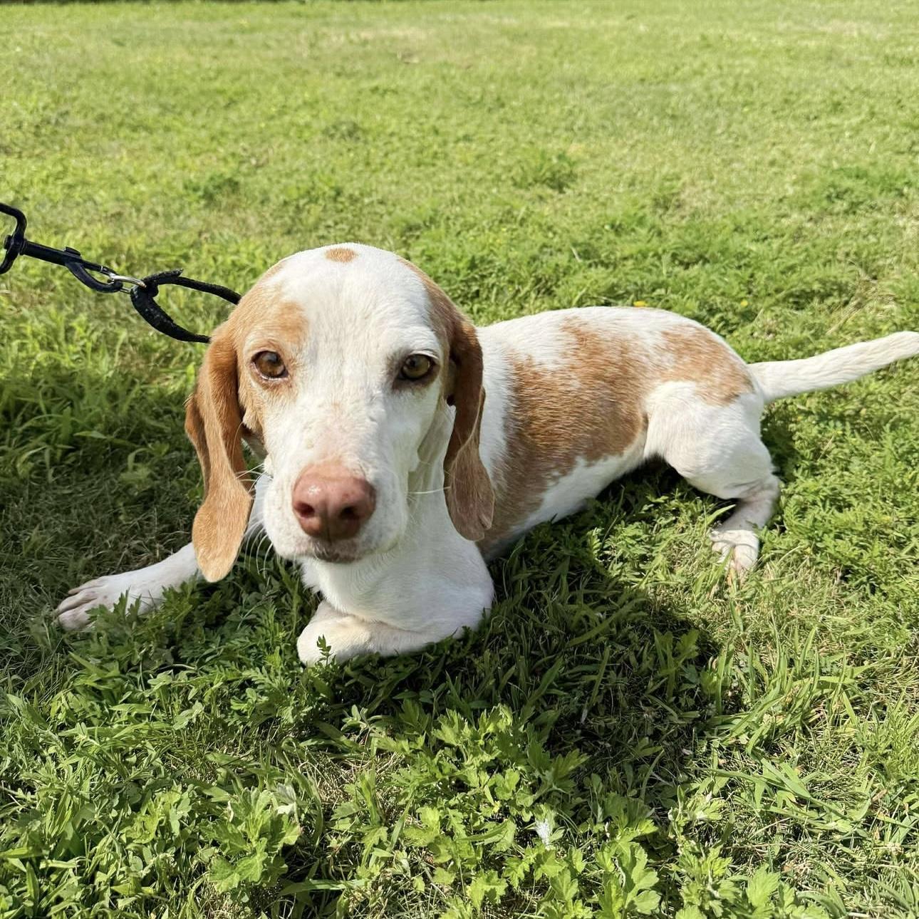 Bernie, a Adoptable mixed breed in Yaphank, NY image 3/6