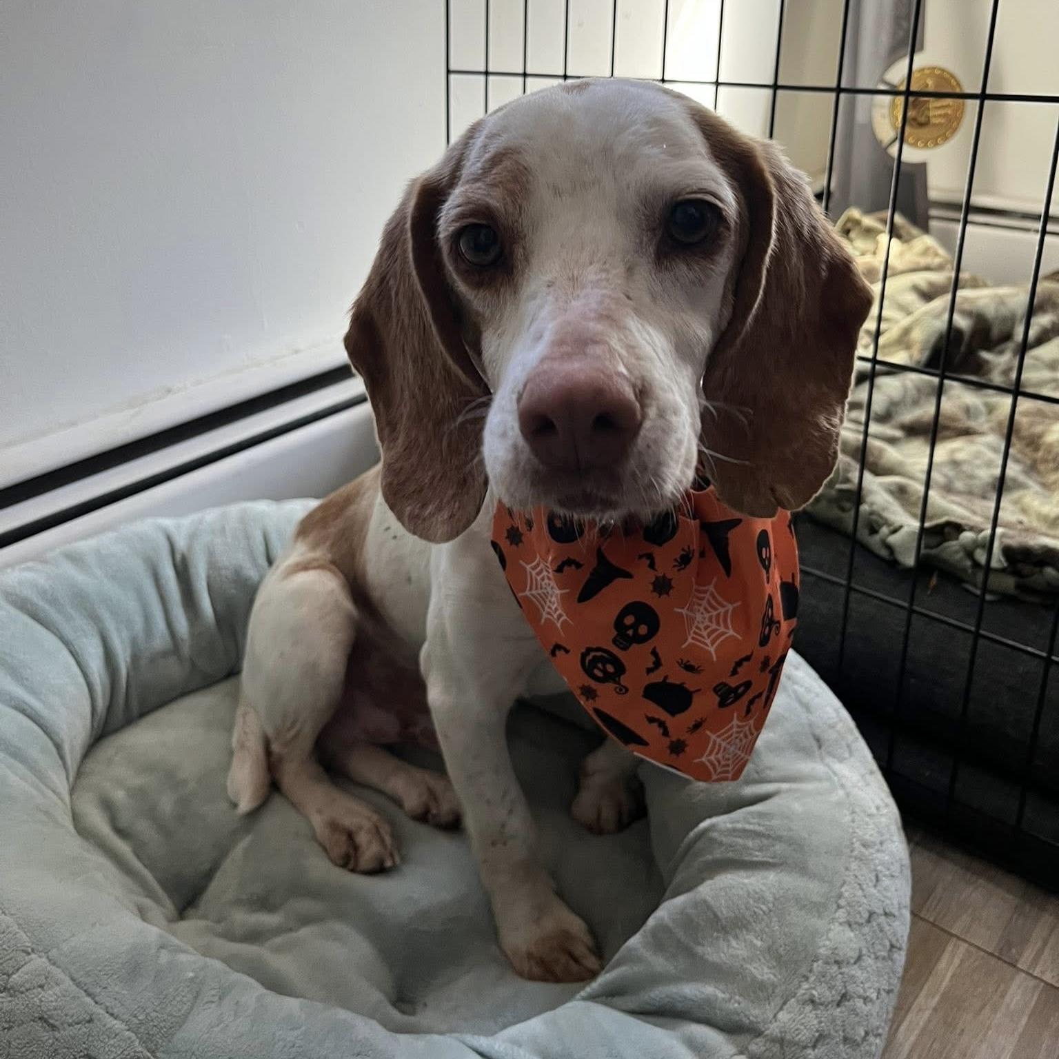 Bernie, Adoptable, Senior Male Beagle & Mixed Breed.