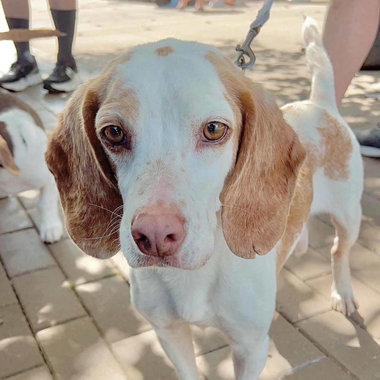 Bernie, adoptable, Senior Male Beagle & Mixed Breed.