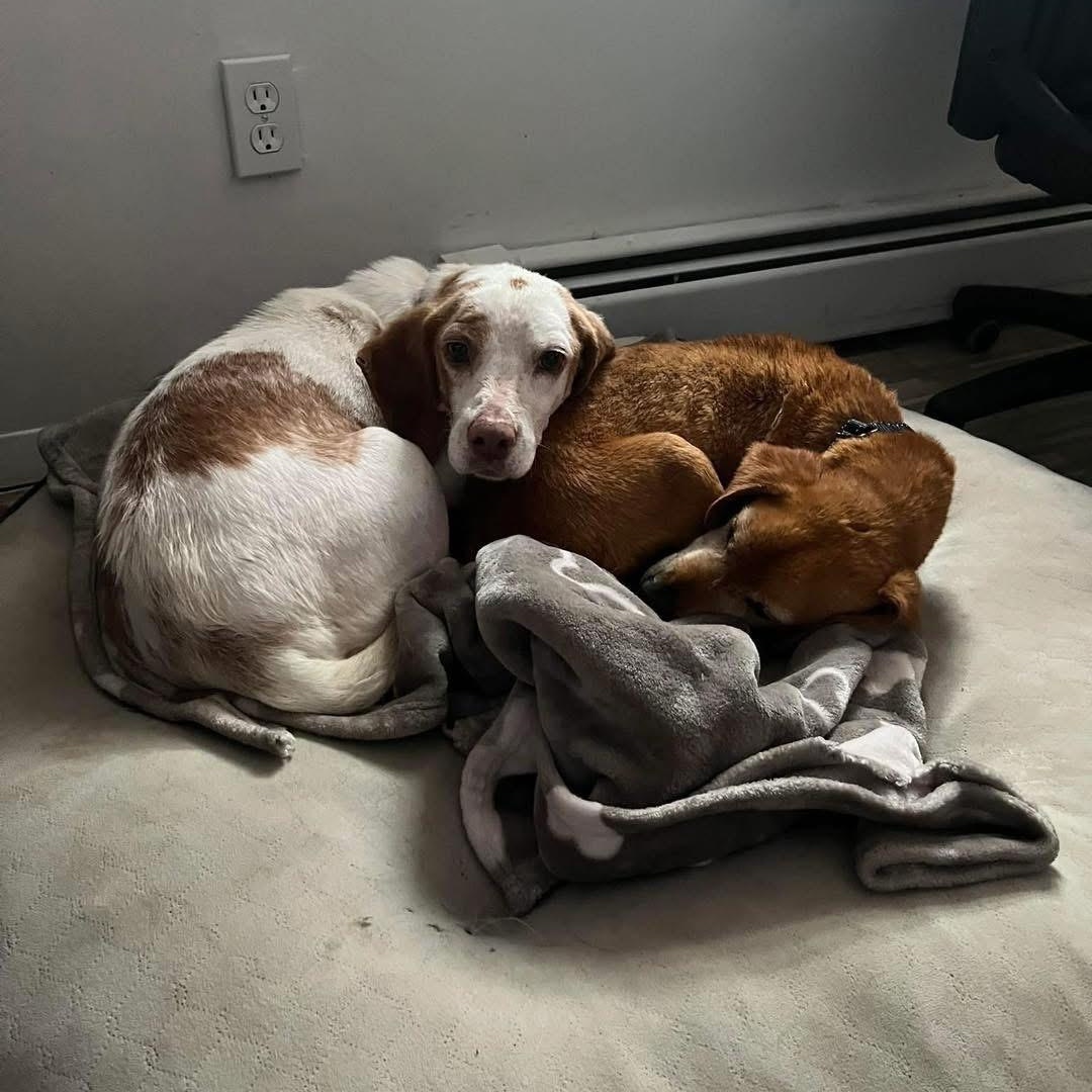 Bernie, a Adoptable mixed breed in Yaphank, NY image 5/6