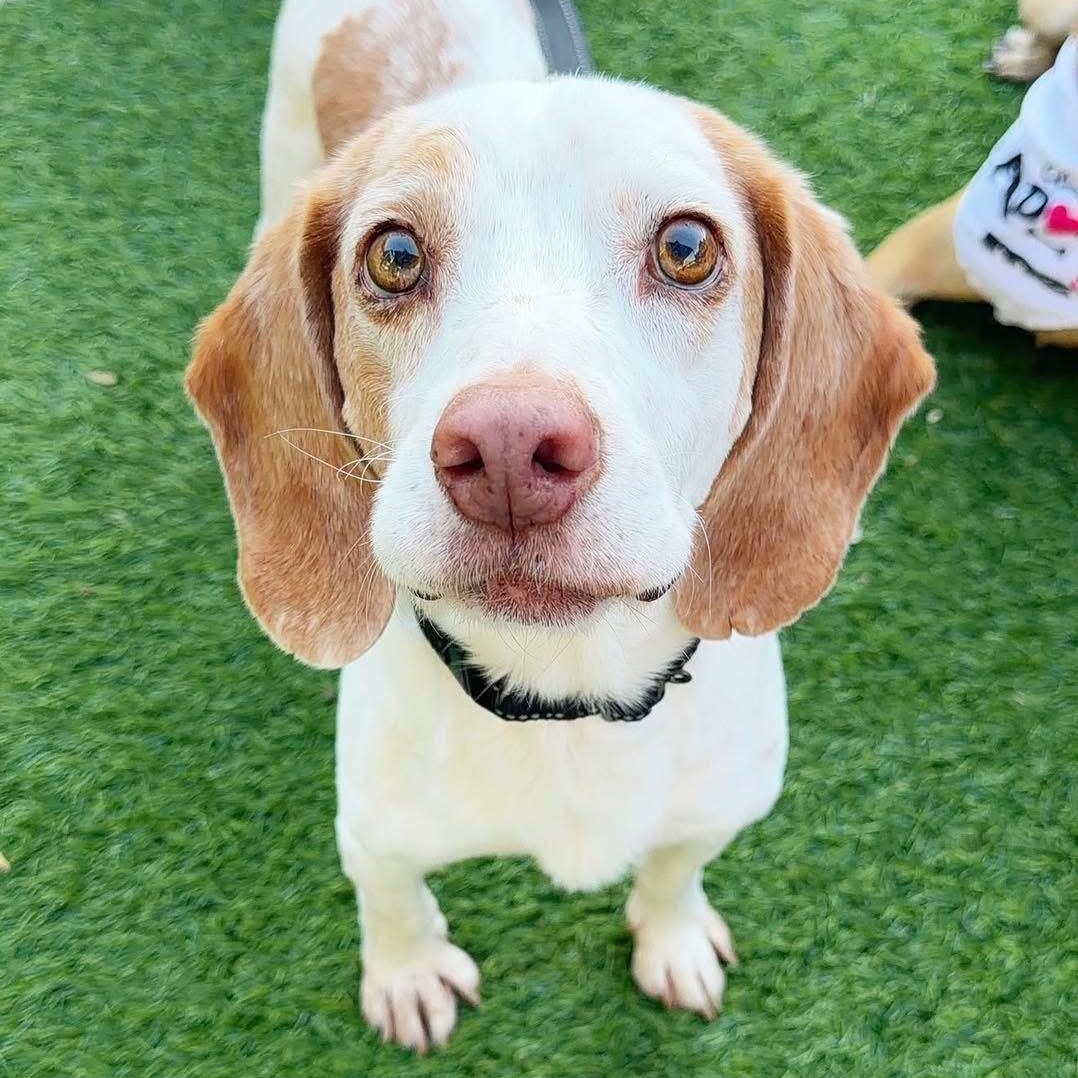 Bernie, Adoptable, Senior Male Beagle & Mixed Breed.