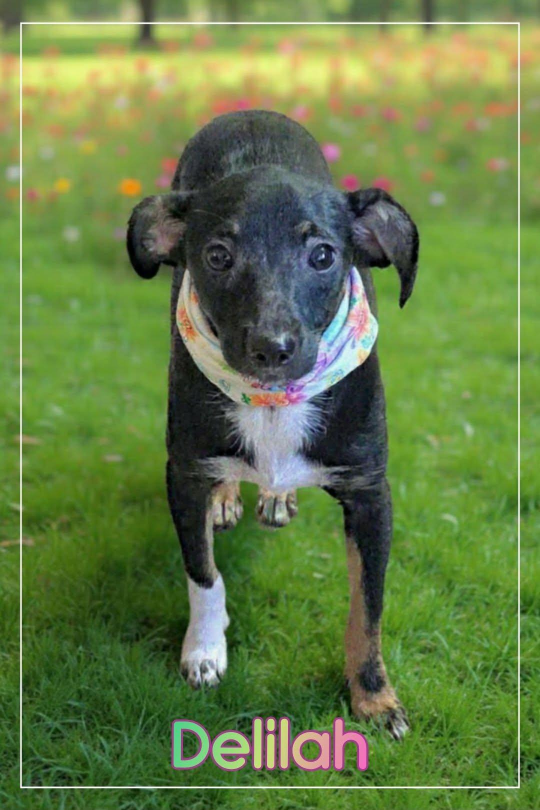 Enlarge Delilah, a ADOPTABLE mixed breed in Grove, OK image 4/4