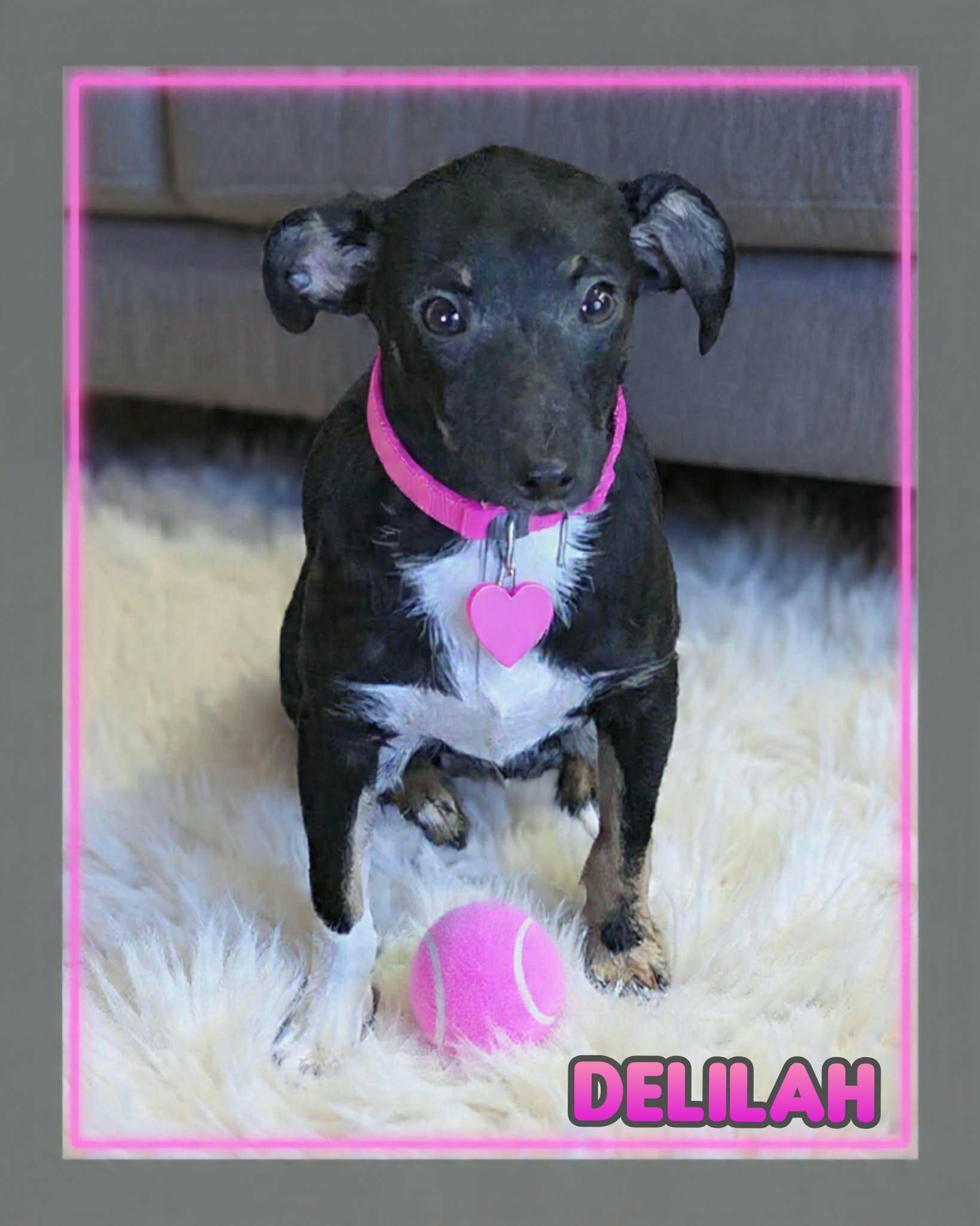 Enlarge Delilah, a ADOPTABLE mixed breed in Grove, OK image 2/4