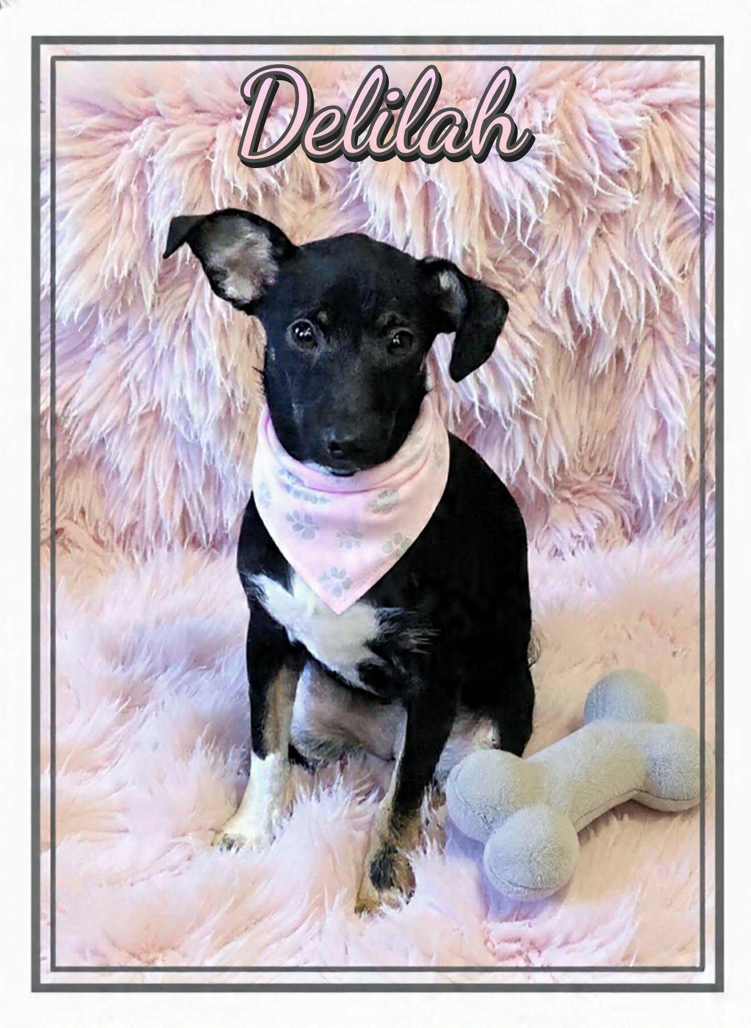 Enlarge Delilah, a ADOPTABLE mixed breed in Grove, OK image 3/4