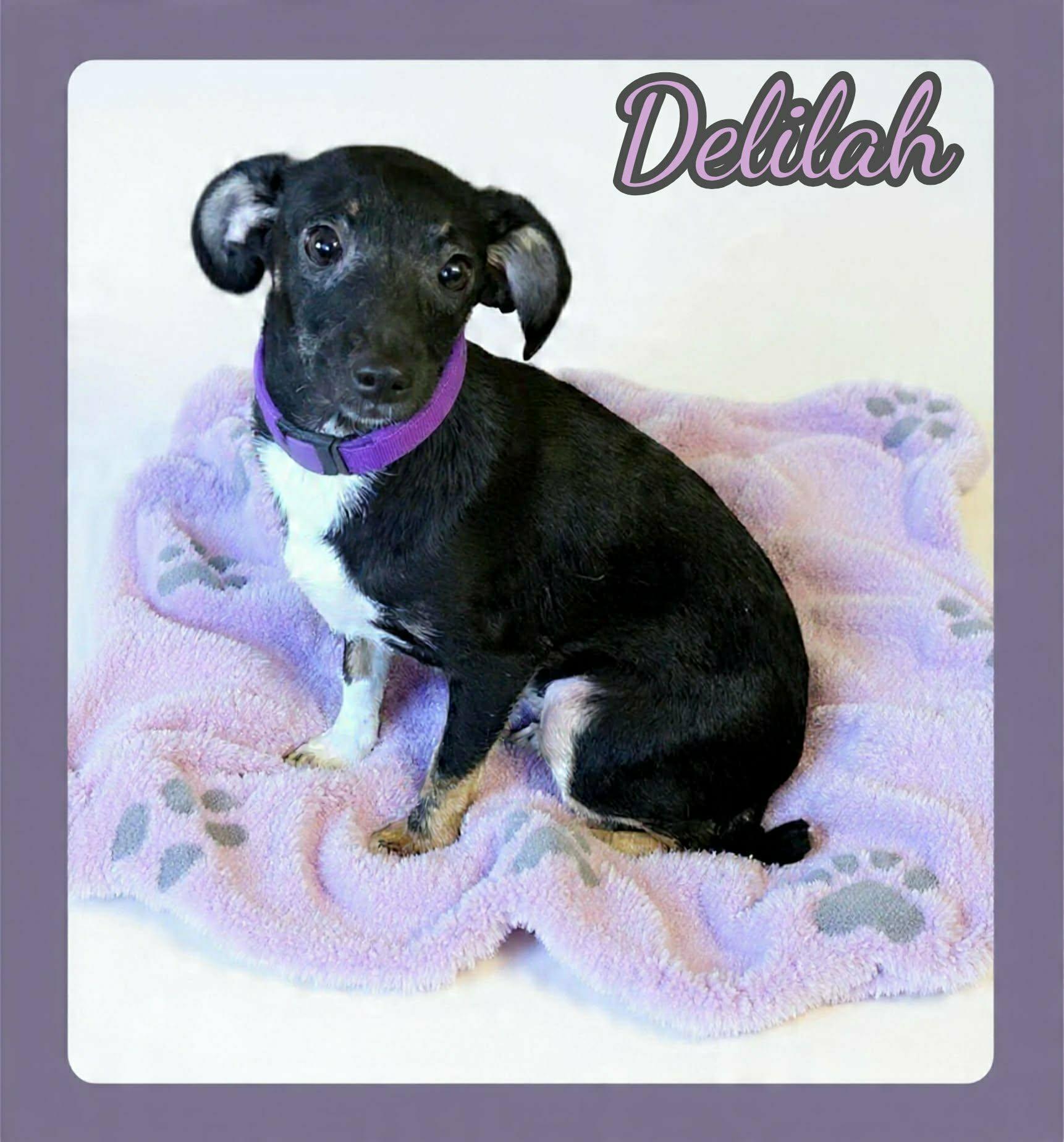 Enlarge Delilah, a ADOPTABLE mixed breed in Grove, OK image 1/4