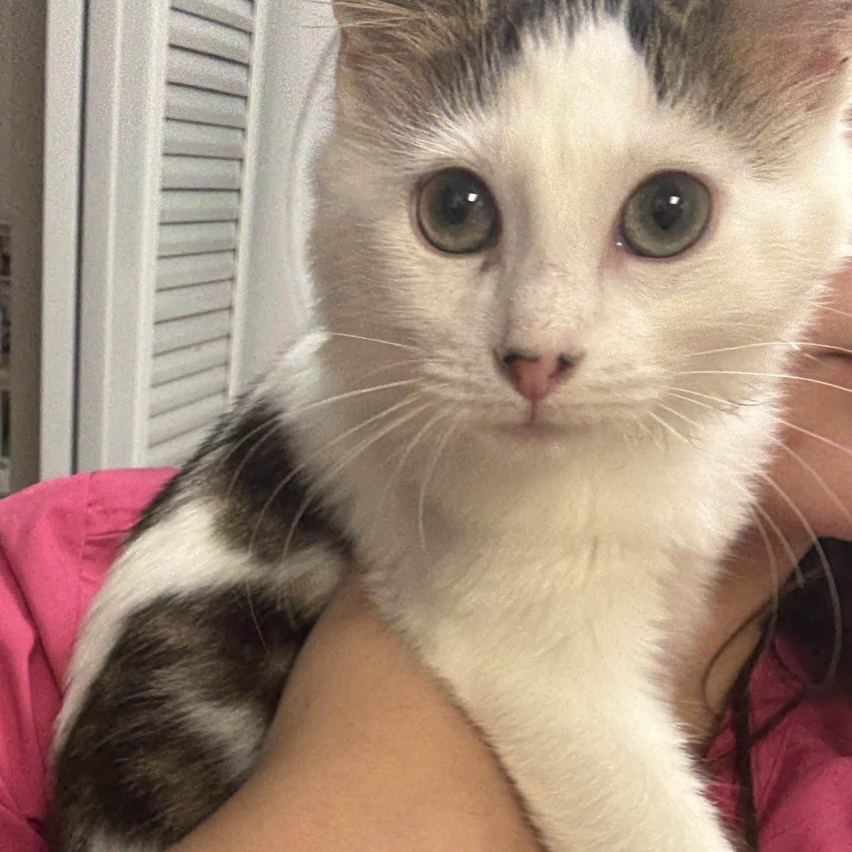 Duchess, a Adopted Domestic Medium Hair in Norcross, GA image 1/2