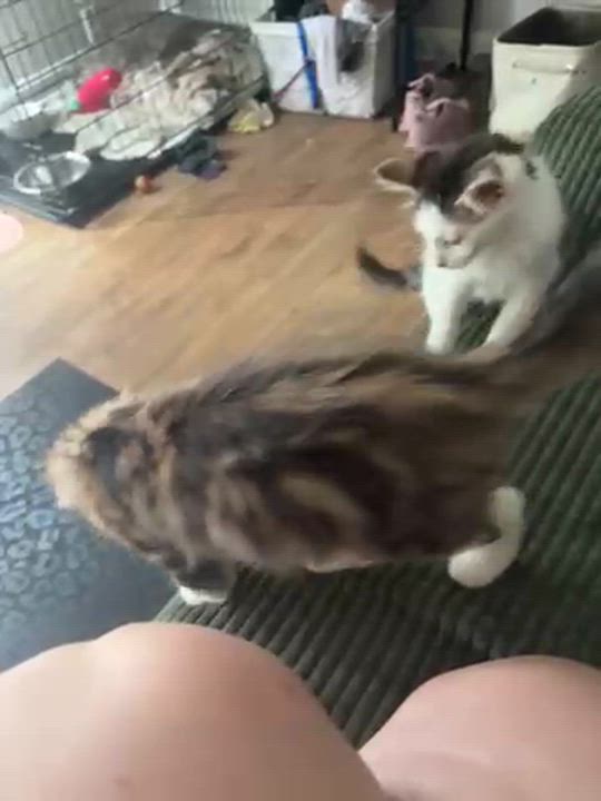 Enlarge Duchess, a Adopted Domestic Medium Hair in Norcross, GA video 2/2