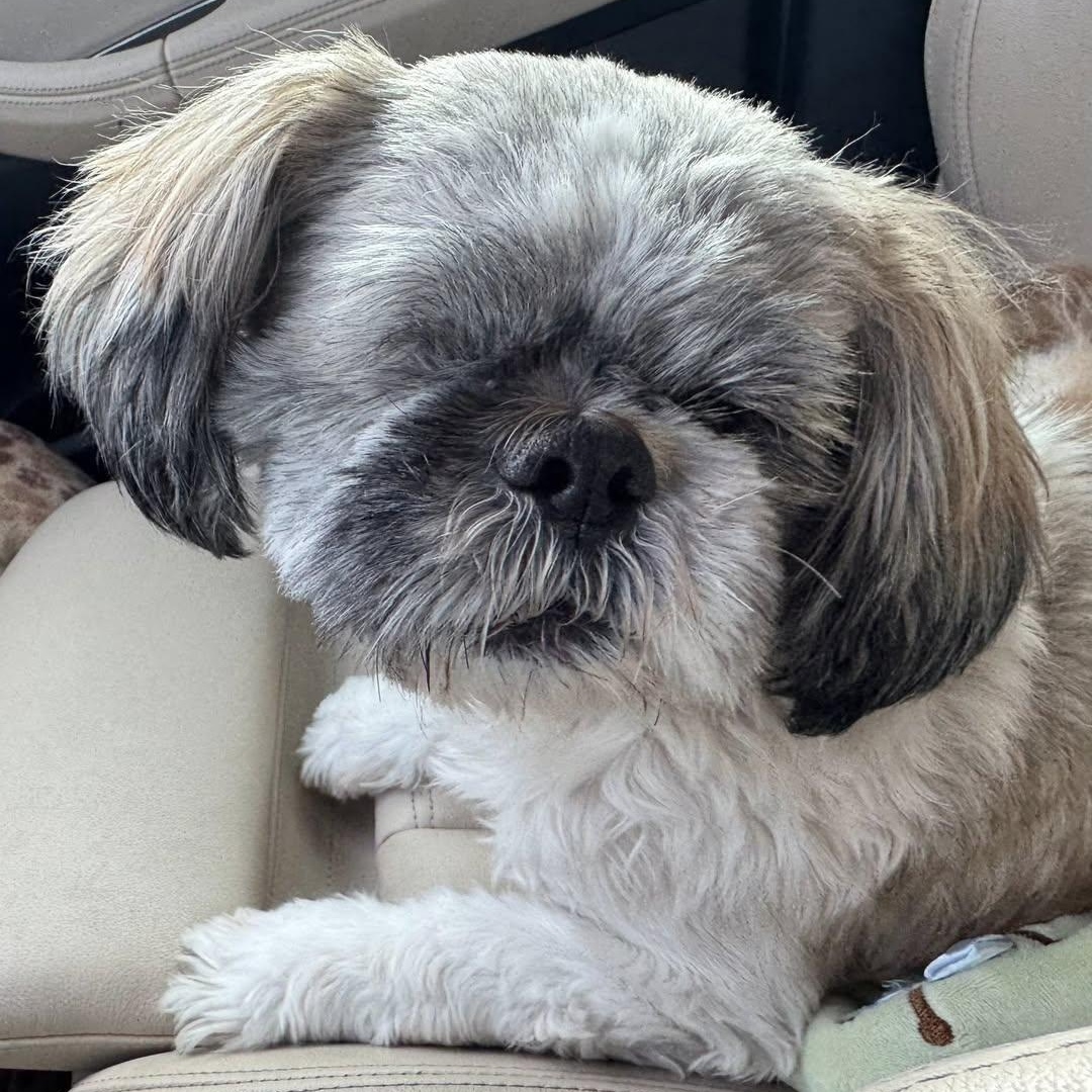 Gilbert Savor, Adoptable, Adult Male Shih Tzu.
