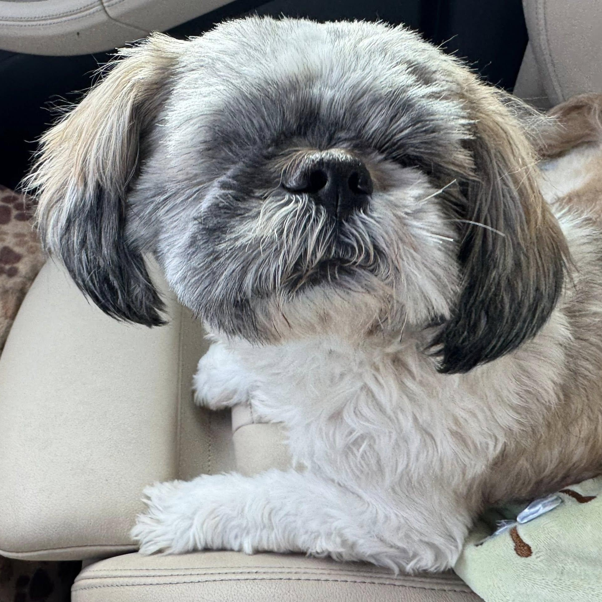 Enlarge Gilbert Savor, a Adoptable Shih Tzu in Plano, TX image 2/2