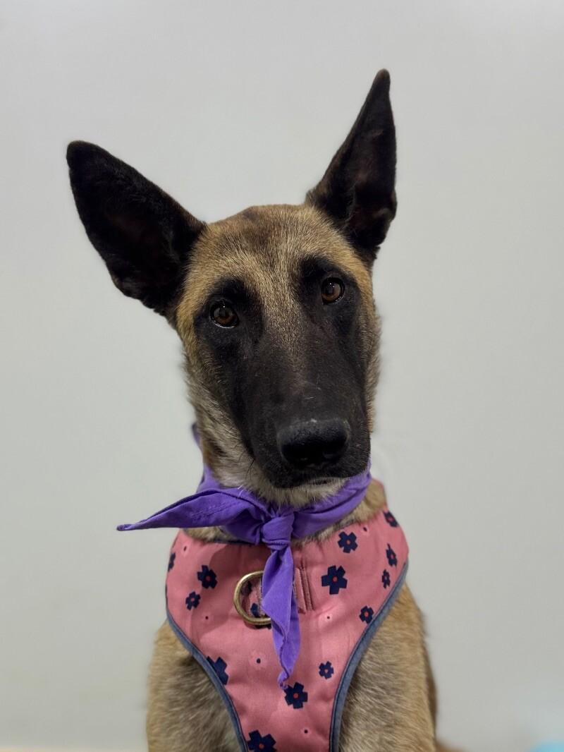 Sophia, an adoptable Belgian Shepherd / Malinois & German Shepherd Dog Mix in Sacramento, CA_image-1