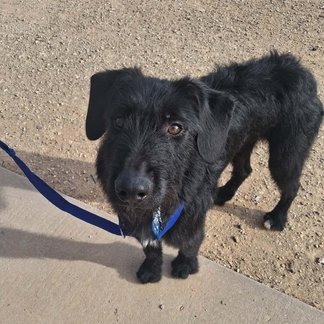 Ritter, ADOPTABLE, Adult Male Mixed Breed.