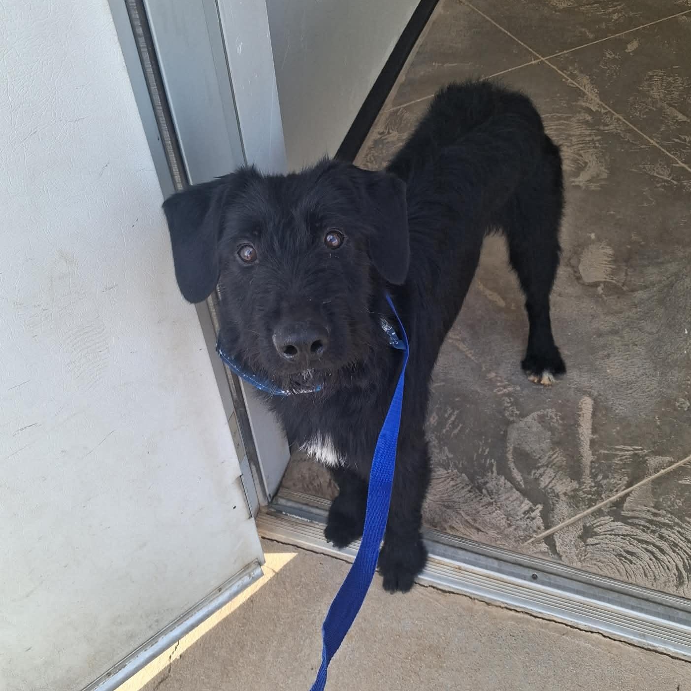 Enlarge Ritter, a ADOPTABLE Mixed Breed in Roosevelt, UT image 3/4