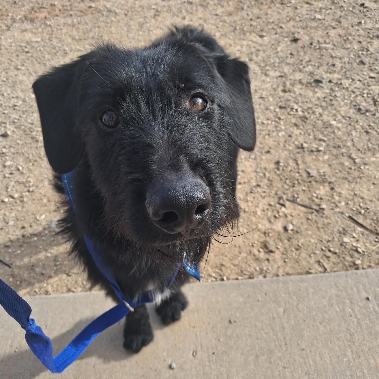 Enlarge Ritter, a ADOPTABLE Mixed Breed in Roosevelt, UT image 2/4