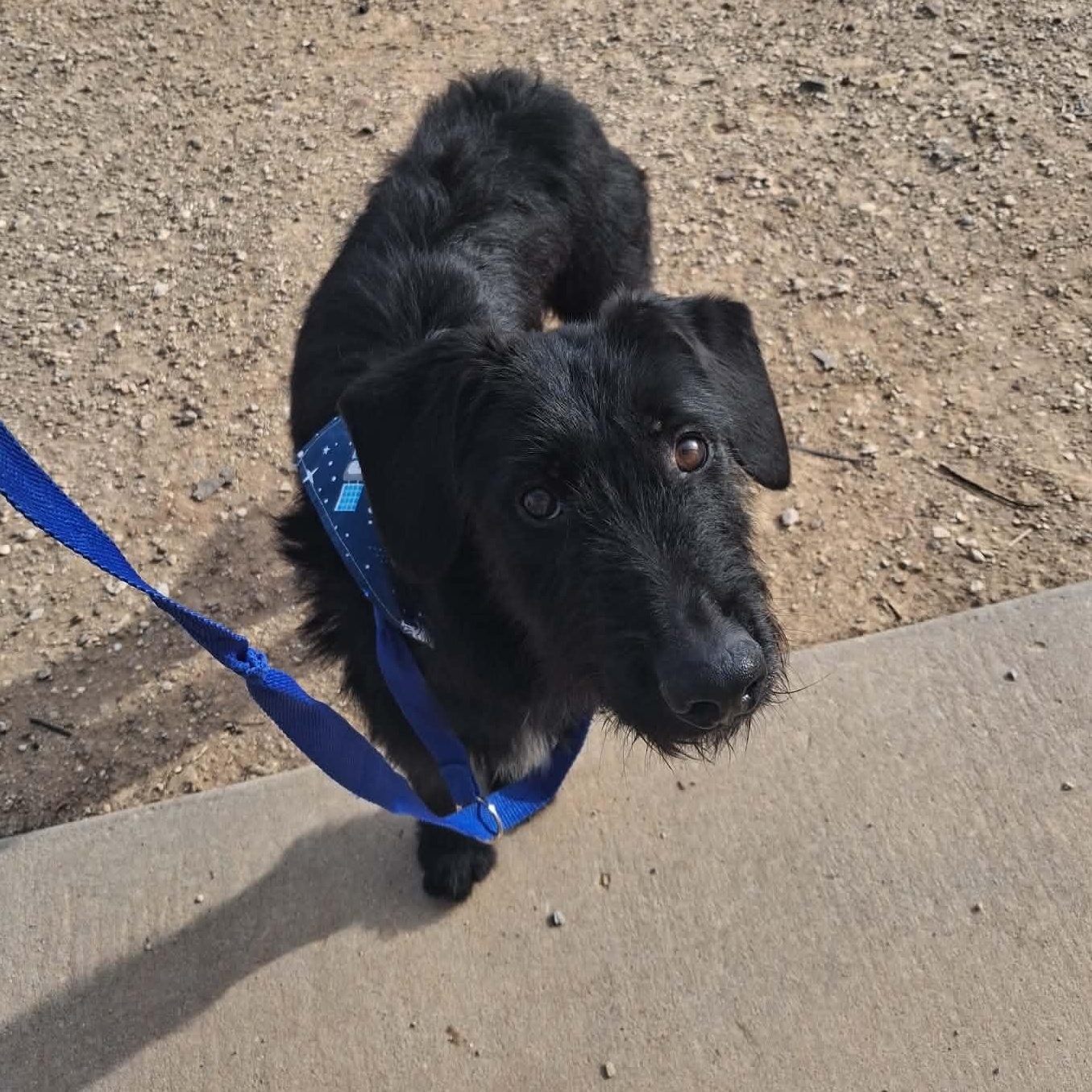 Enlarge Ritter, a ADOPTABLE Mixed Breed in Roosevelt, UT image 4/4