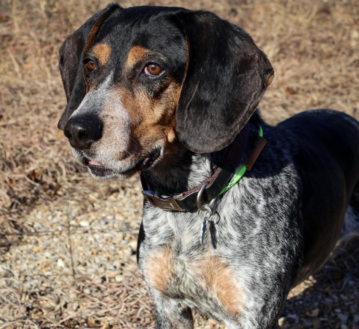 Enlarge Beau, an adopted mixed breed in Hollister, MO image 1/1