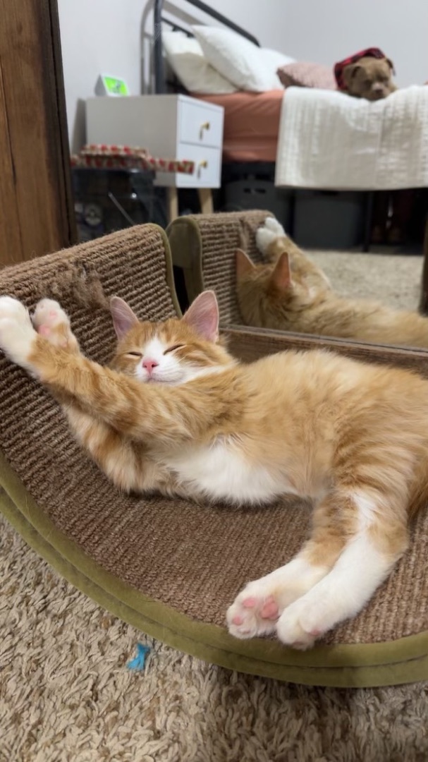 Dewey, Adopted, Kitten Male Domestic Medium Hair.