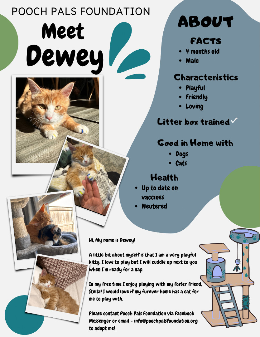 Enlarge Dewey, a Adopted Domestic Medium Hair in Edmond, OK image 2/6
