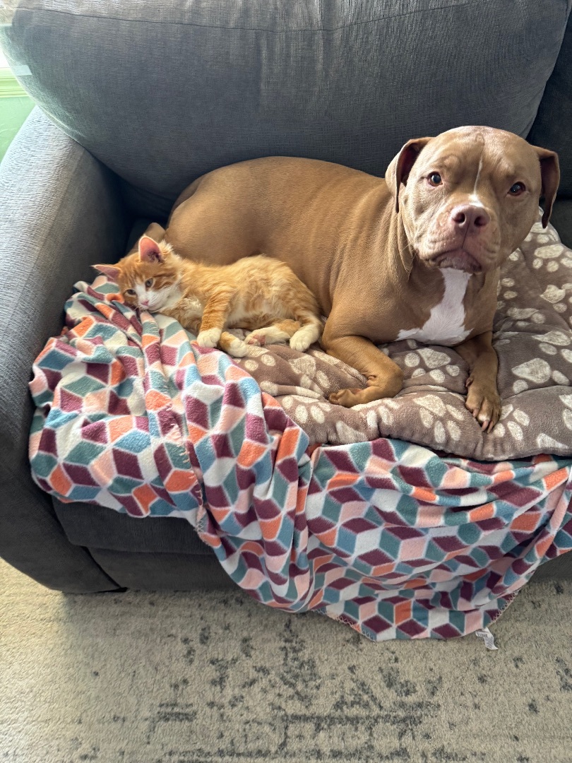 Enlarge Dewey, a Adopted Domestic Medium Hair in Edmond, OK image 3/6