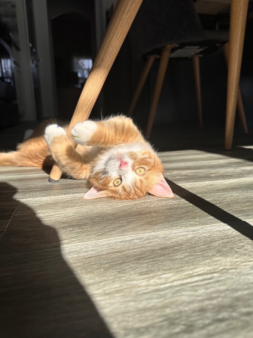 Enlarge Dewey, a Adopted Domestic Medium Hair in Edmond, OK image 4/6