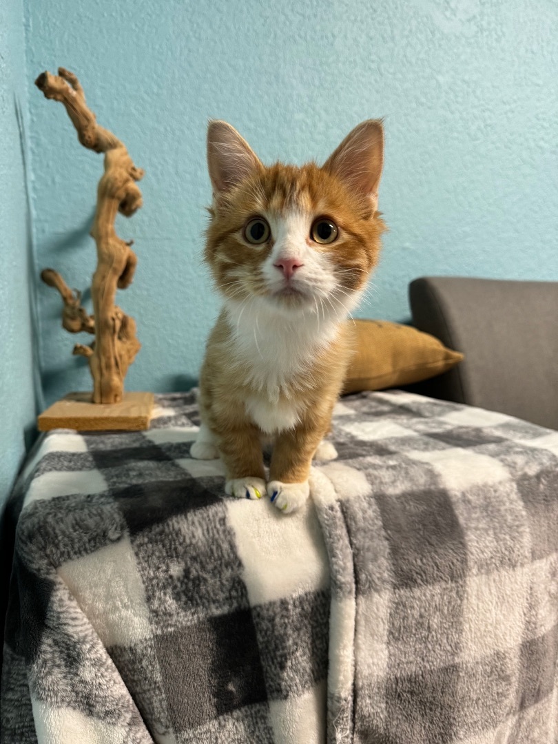 Enlarge Dewey, a Adopted Domestic Medium Hair in Edmond, OK image 5/6