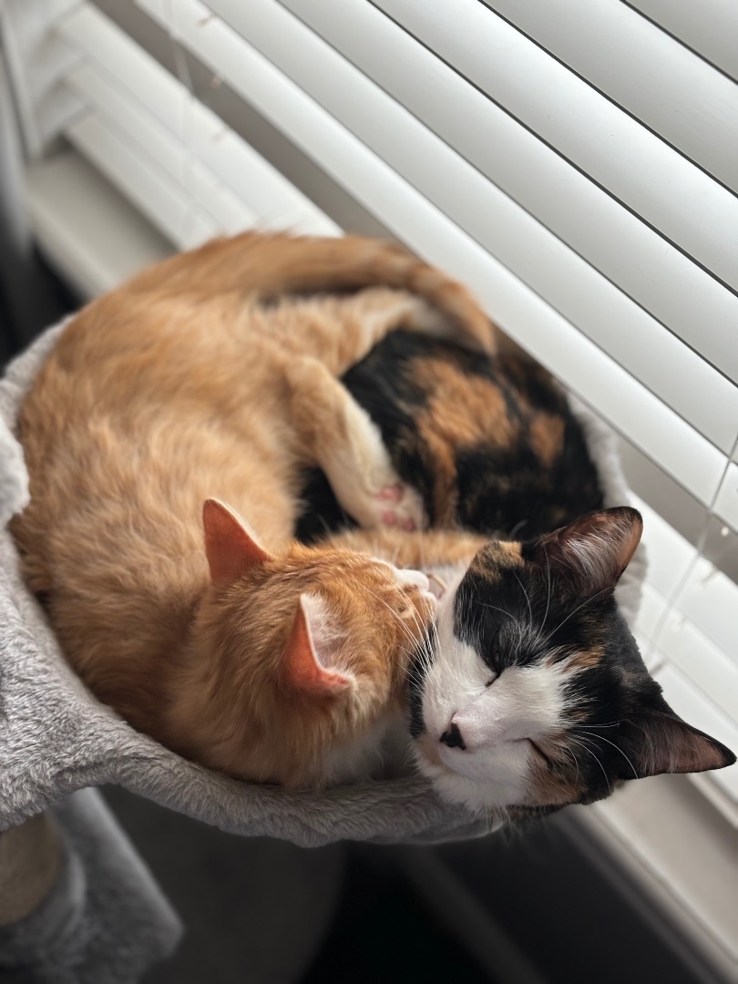 Enlarge Dewey, a Adopted Domestic Medium Hair in Edmond, OK image 6/6